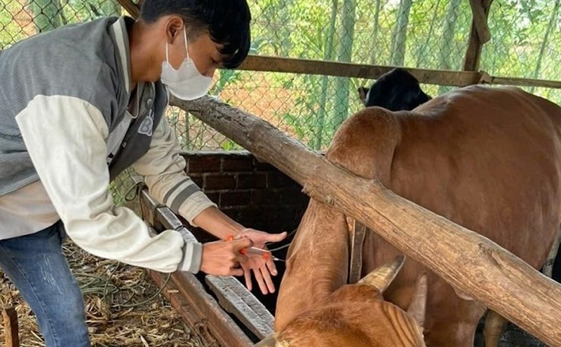 Through vocational training courses, many people in Dak Song district have gained skills in animal husbandry and household economic development. Photo: Bao Trung