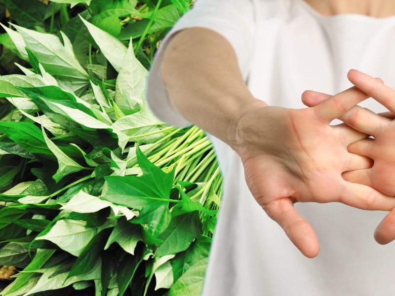 Sweet potato leaves contain calcium suitable for the elderly. Graphics: Ha May