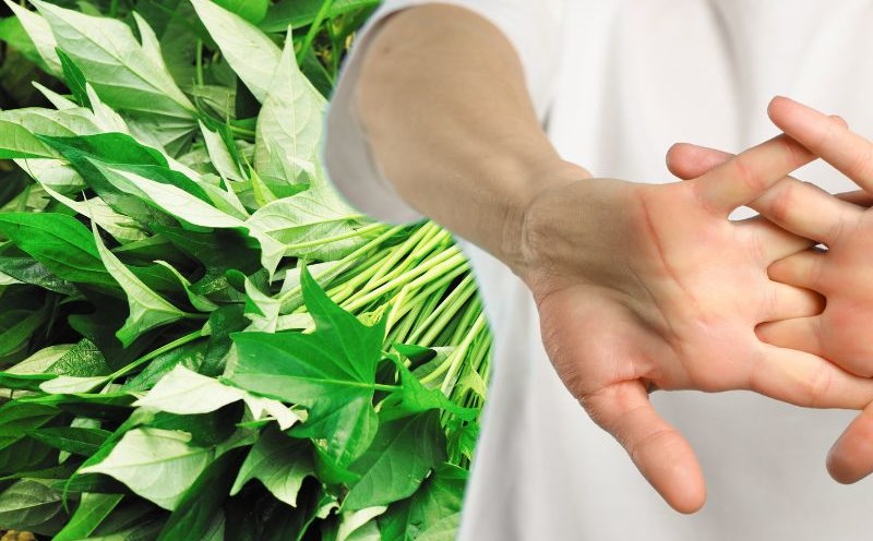 Sweet potato leaves contain calcium suitable for the elderly. Graphics: Ha May