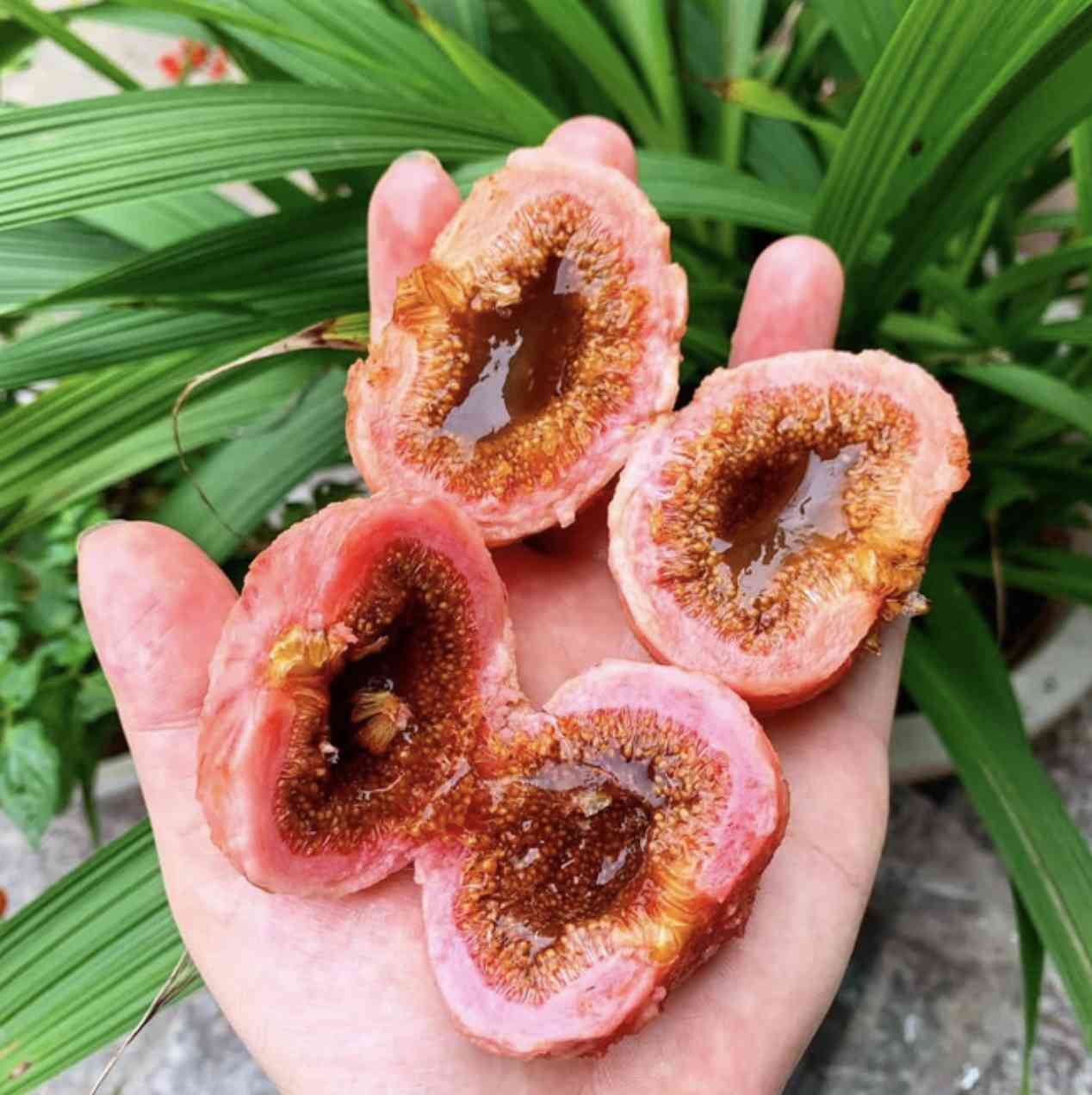 Patients eat a lot of sweet potato, which contains a lot of fiber, when hungry, causing intestinal obstruction. Photo: BVCC