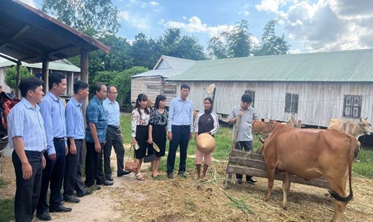 Công đoàn Khối Chính quyền tỉnh Phú Yên trao bò cho gia đình khó khăn tại huyện Sơn Hòa. Ảnh: Tiến Dũng