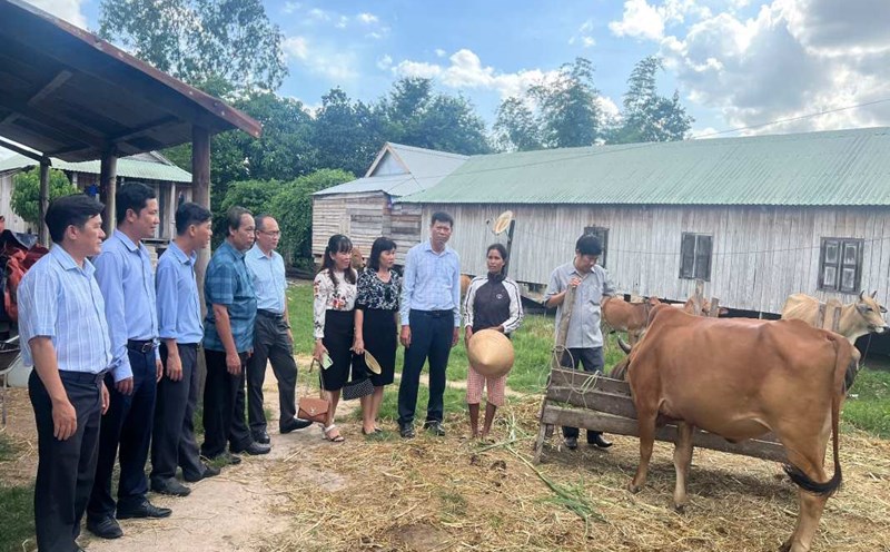 The Phu Yen Provincial Government Bloc Trade Union gives cows to a poor family in Son Hoa district. Photo: Tien Dung