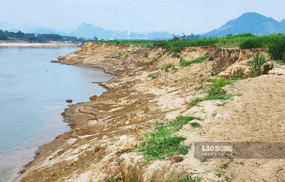 Ghi nhan cua PV Bao Lao Dong ngay 22.10, tai khu vuc bo bai ven song Lo dai hon 1 km doan qua xa Cap Tien, huyen Son Duong roi vao canh sat lo tan hoang.