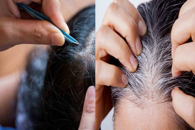 Good herbs for people with premature gray hair. Graphics: Ha May