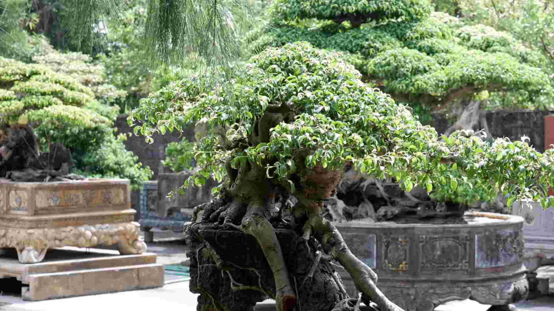 Tourist attraction of ornamental plant craft village at Hong Van Tourist Area (Thuong Tin, Hanoi). Photo: Hoang Loc