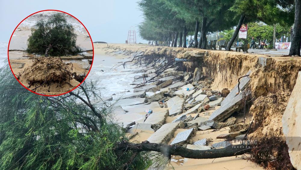 The coast of Phu Thuan commune (Phu Vang district, Thua Thien Hue) is heavily eroded.
