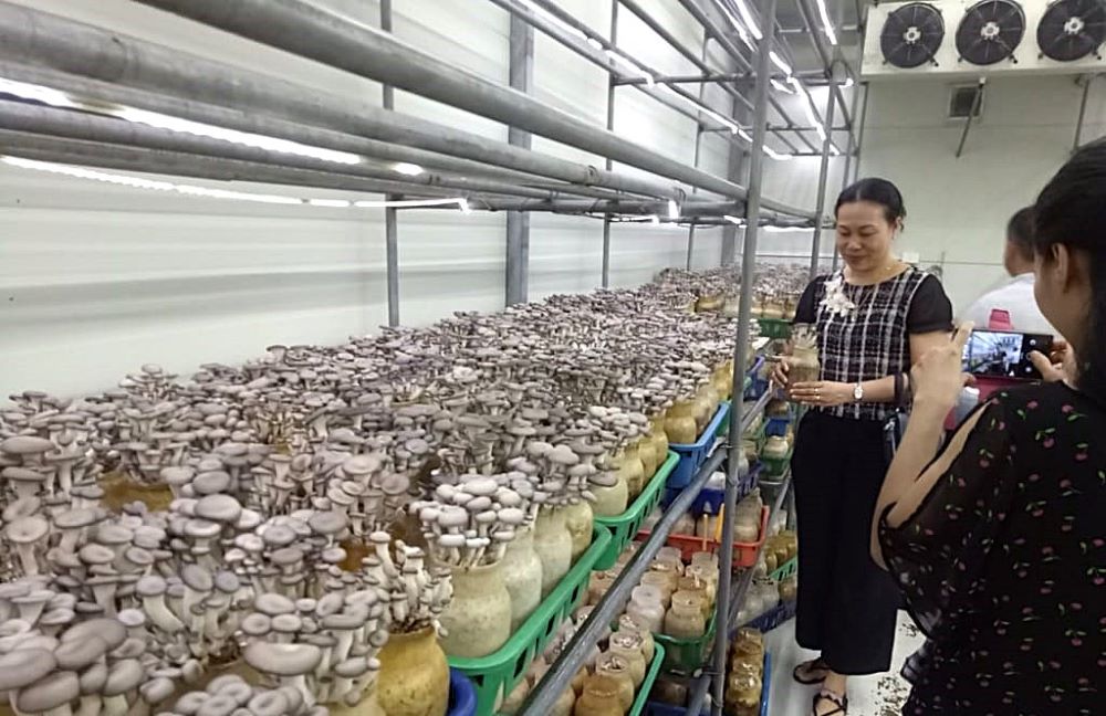 The recruited engineer position will contribute to the development of agricultural products. Photo: Thanh Hoa Agricultural Institute