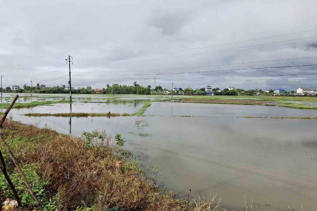 Due to the rain, the water level in the fields in Loc Ha district, Ha Tinh province is quite high, with a risk of flooding. Photo: Tran Tuan.