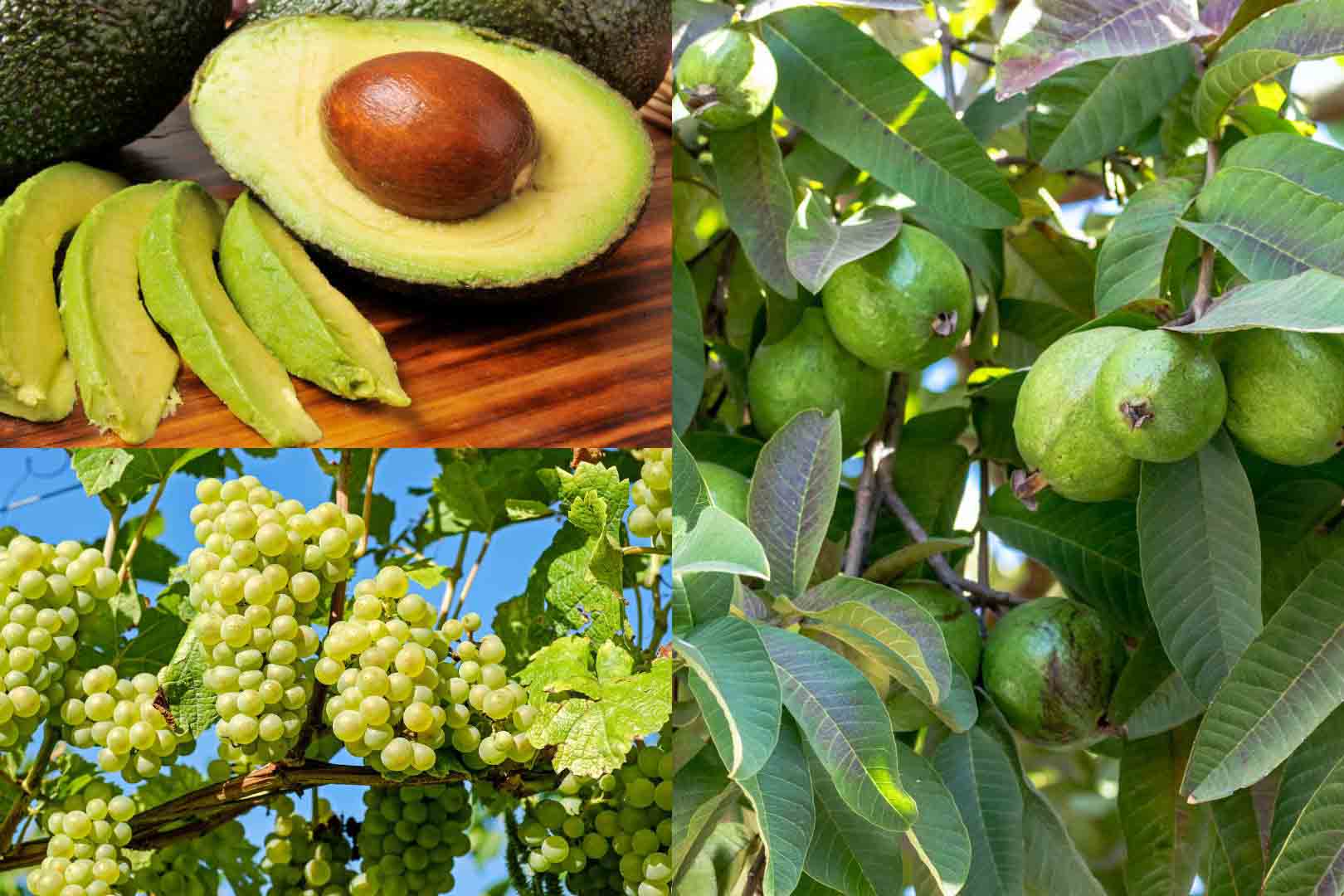 4 green fruits that diabetics should eat regularly
