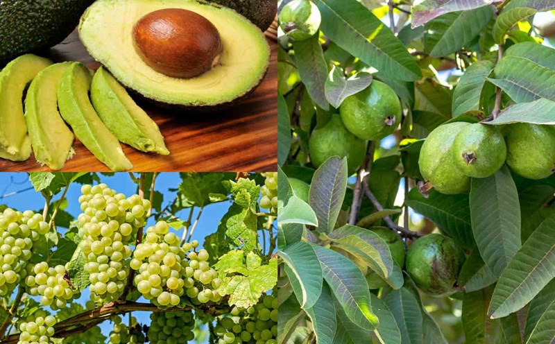 4 green fruits that diabetics should eat regularly