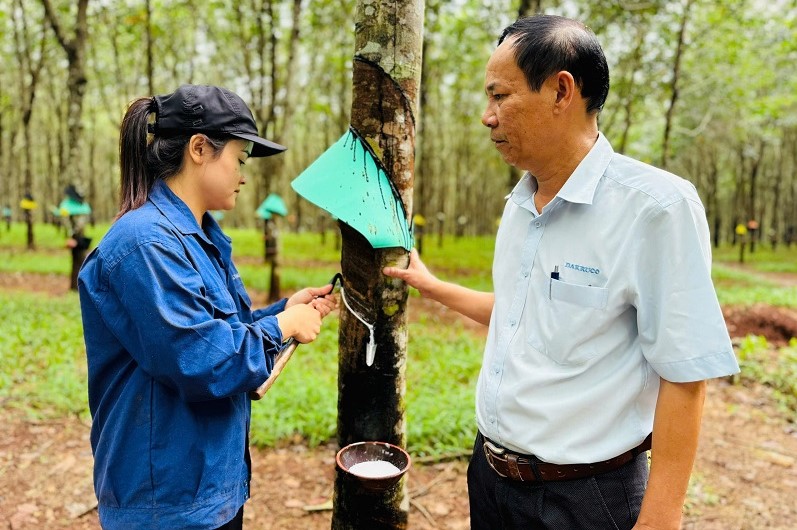 Ông Nguyễn Minh - Tổng Giám đốc Dakruco đến thăm nông trường trồng, khai thác cao su do đơn vị quản lý. Ảnh: Bảo Trung