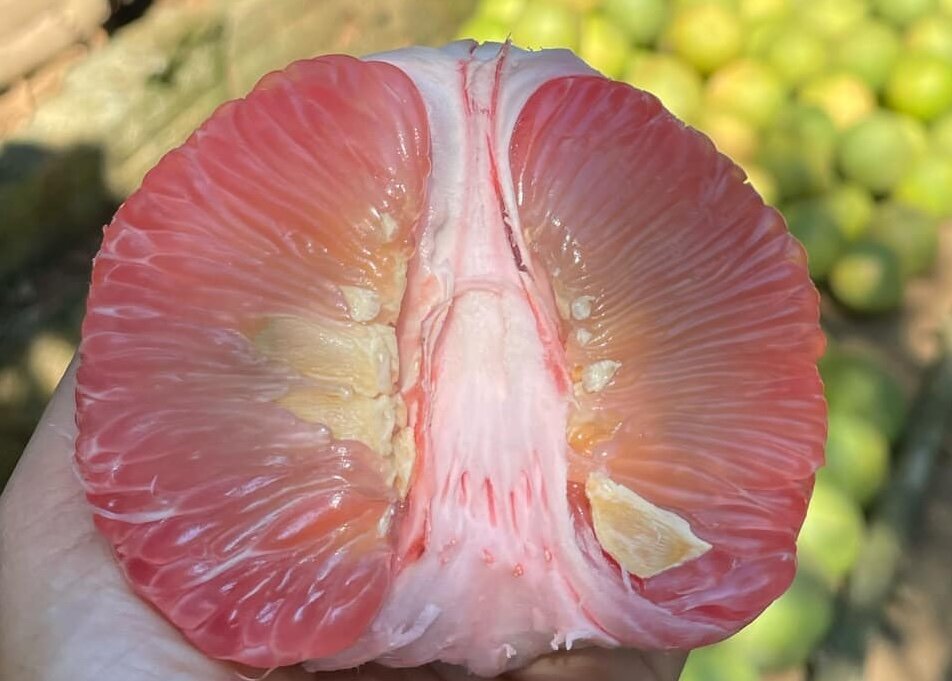 Grapefruit is one of the citrus fruits that can help lower high liver enzymes. Photo: Kieu Vu