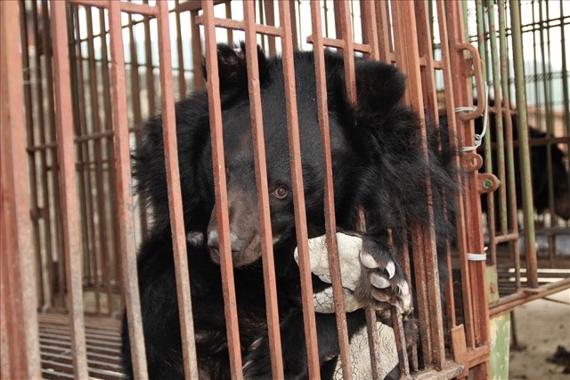 Image of a captive bear in Hanoi. Photo: Provided by ENV