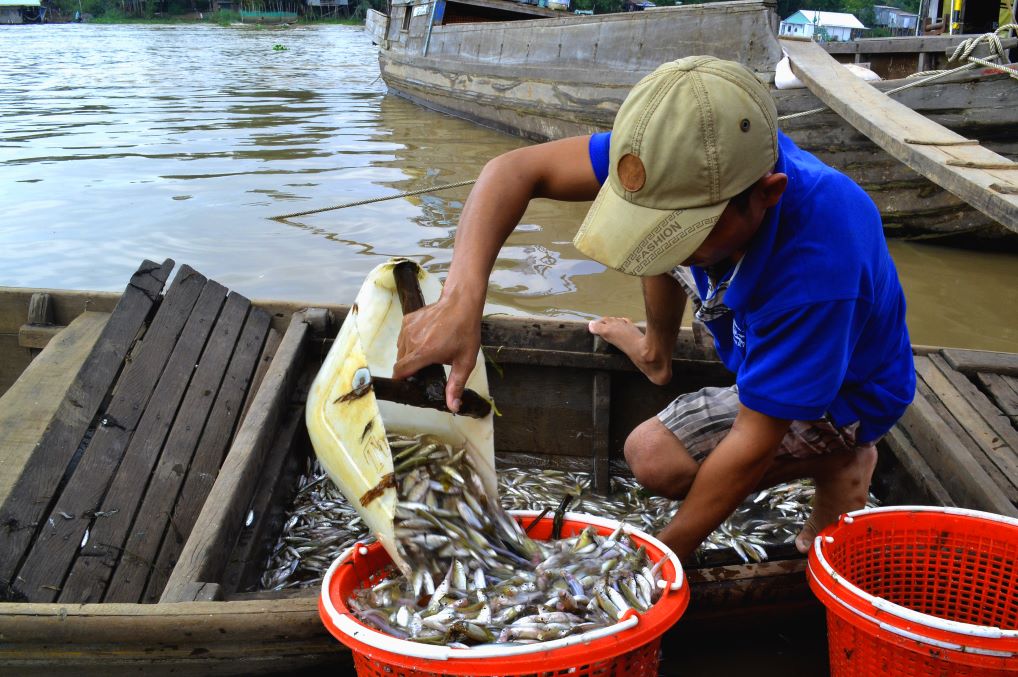 Vao mua lu, ca linh chiem so luong ap dao danh sach thuy toc trong moi truong song nuoc tu nhien.