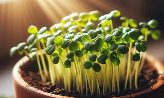 Mầm cỏ cà ri (giá đỗ methi) mang lại nhiều lợi ích cho sức khỏe. Ảnh - AI: Ngọc Thùy