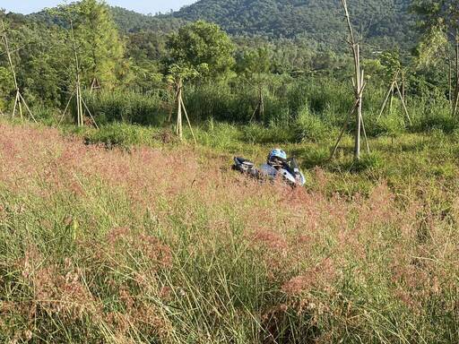 Đồi cỏ hồng trở nên lãng mạn và hữu tình trong mắt nam du khách Hà Nội. Ảnh: Quang Chung