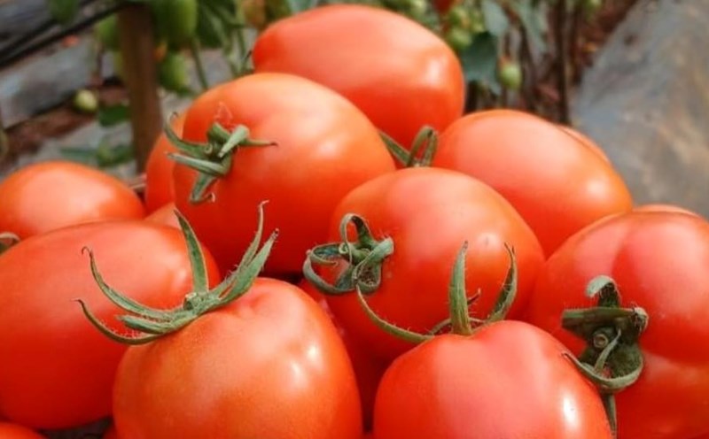 Tomatoes have a mechanism to support weight loss and burn belly fat. Photo: Kieu Vu