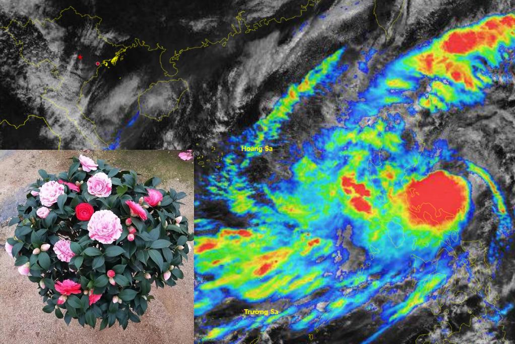 Storm Tra Mi was named after a flower in Vietnam. Photo: Centre of the National Hydrometeorological Network