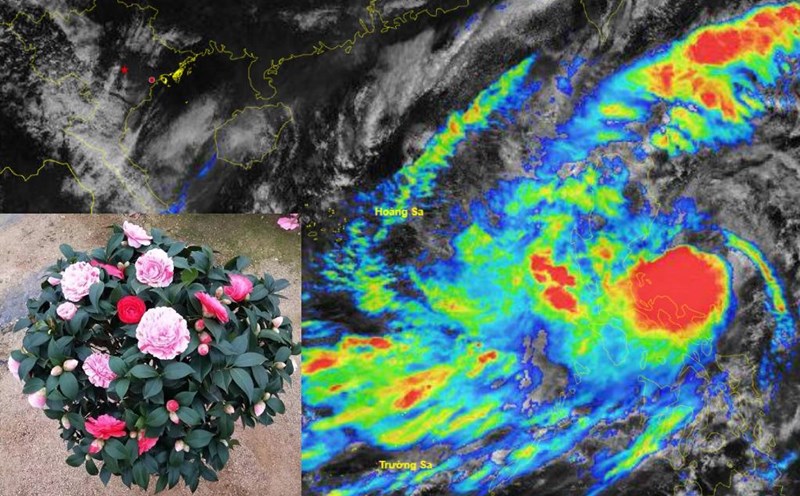 Storm Tra Mi was named after a flower in Vietnam. Photo: Centre of the National Hydrometeorological Network