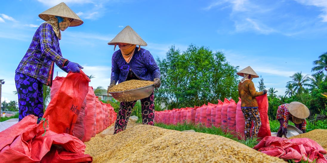 Ngoai vac lua thi nhieu lao dong con dam nhan cong viec phoi lua thue. Tien cong duoc tra la 5.000 dong/bao lua. “Thong thuong neu nang gat 1 tan lua se phoi kho trong ngay, thu nhap cung khoang 100.000 dong“, chi Chi Nguyen Thi Ngoc Tu - nguoi da co hon 20 nam phoi lua thue o huyen Chau Thanh, tinh Soc Trang cho biet.