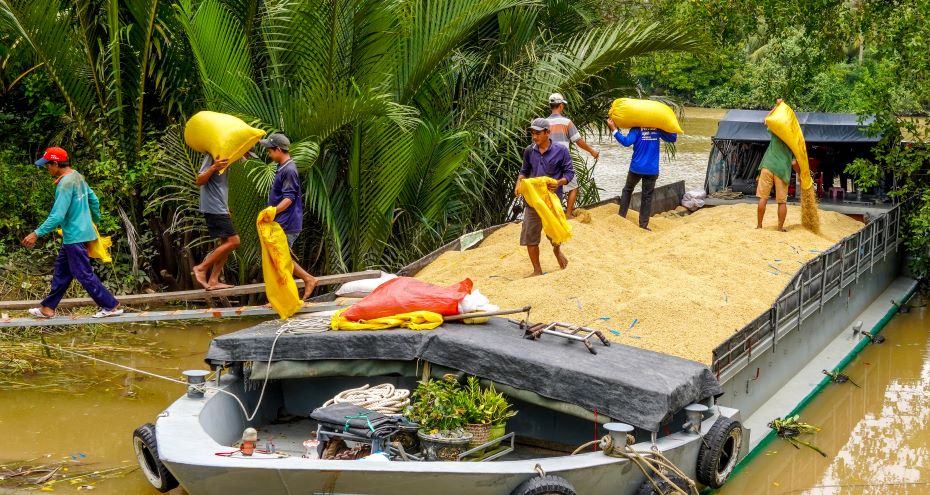 “Mot vu lua thu hoach khoang 20 ngay den mot thang, binh quan nguoi vac 10-20 tan lua/ngay, thu nhap 500.000-600.000 dong/ngay. Khi vao vu, chung toi boc vac tu sang som den tan chieu toi, tham chi khong nghi trua. Du vong viec nang nhoc, vat va nhung doi lai co khoan thu nhap kha, giup trang trai cuoc song gia dinh“, anh Phong mot lao dong chuyen vac lua thue o huyen Long Phu, tinh Soc Trang cho biet.