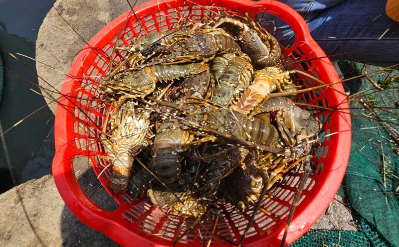 Traders buy lobsters in Phu Yen. Photo: Minh Hang