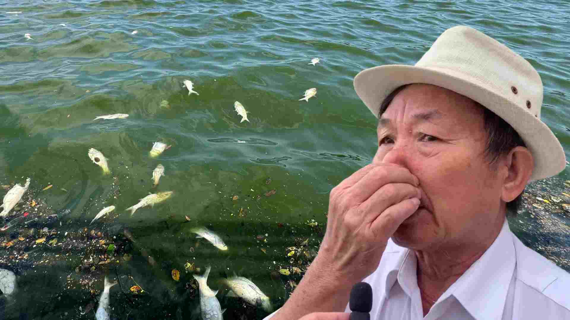 Vẫn tiếp diễn tình trạng cá chết bốc mùi nồng nặc ở Hồ Tây