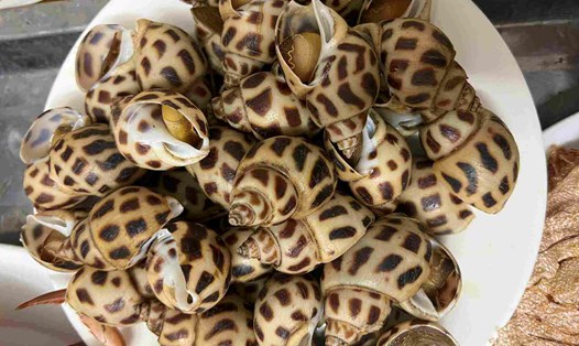 Ốc hương là một trong những loại có vỏ cứng chứa một lượng purin đáng kể được cho là gây nguy cơ tăng axit uric. Ảnh: Kiều Vũ