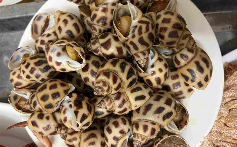 Snails are one of the hard-shelled species that contain a significant amount of purines that are thought to cause a risk of increased uric acid. Photo: Kieu Vu