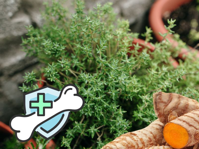 The elderly can supplement some herbs that are good for bones and joints. Graphics: Ha May