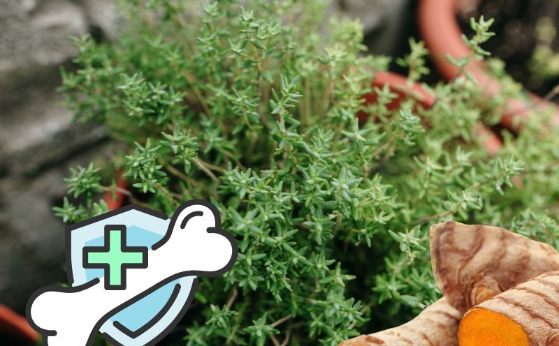 The elderly can supplement some herbs that are good for bones and joints. Graphics: Ha May