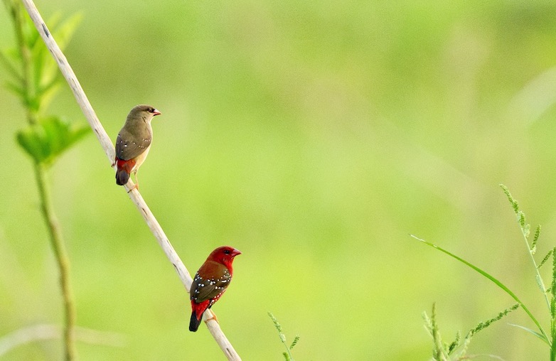 Doi chim mai hoa trong mai dang dau tren nhanh co. Thuc an cua chung la cac loai hat. Anh: Lam Anh