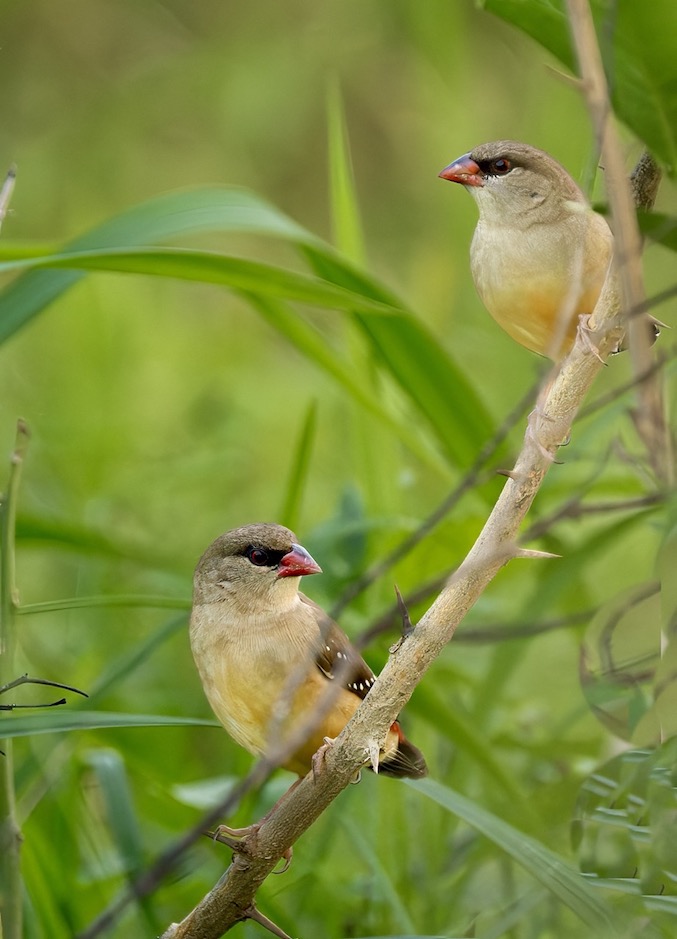 Các tổ chức bảo tồn đã đưa ra nhiều đề xuất nhằm bảo vệ các loài chim, phục hồi sinh cảnh tự nhiên ở các bãi bồi, bãi giữa sông Hồng. Đơn cử như các hoạt động truyền thông nâng cao nhận thức, trách nhiệm cho công chúng; các hoạt động trải nghiệm, thi chụp ảnh chim; các hoạt động tuần tra bảo vệ, ngăn chặn, thảo gỡ lưới bắt chim vào mùa di cư; lập các khu bảo tồn chim ở bãi giữa; trồng bổ sung và phục hồi các sinh cảnh tự nhiên trên các bãi… Trong ảnh là hai cá thể chim mai hoa mái. Ảnh: Lam Anh