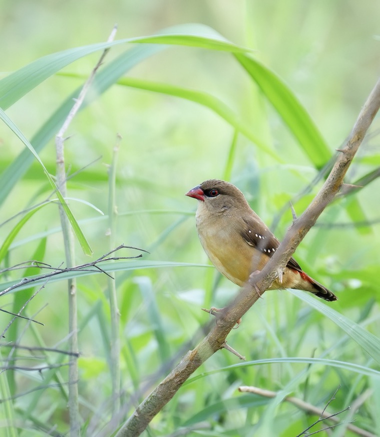 Chim mai hoa mái thường ít sặc sỡ hơn mai hoa trống. Bộ lông của chúng trầm màu hơn, nhưng cũng thường xuyên được chúng tắm gội, chải chuốt, giữ vẻ óng mượt. Ảnh: Lam Anh