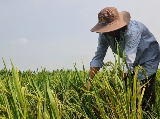 Vietnam is shifting to producing high-quality rice and rice with special characteristics. Photo: Vu Long