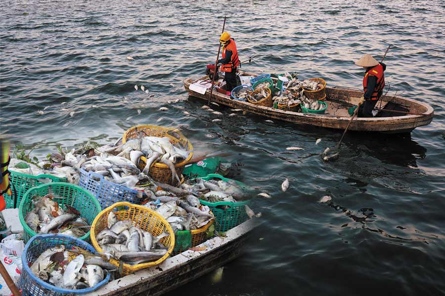 Explaining the cause of fish deaths in West Lake
