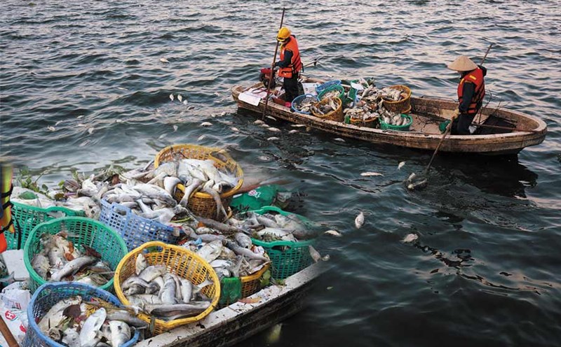 Explaining the cause of fish deaths in West Lake