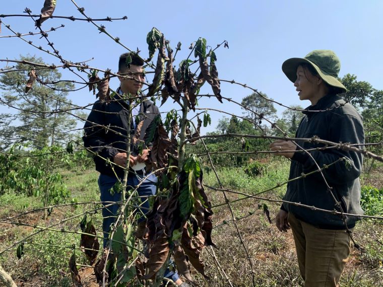 Drought has caused severe damage to crops in Dak Nong. Photo: Cong Bac