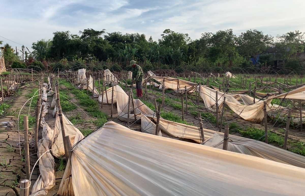 Many flower growing areas in My Tan flower village (Nam Dinh city) have not been able to recover due to lack of flower varieties. Photo: Luong Ha