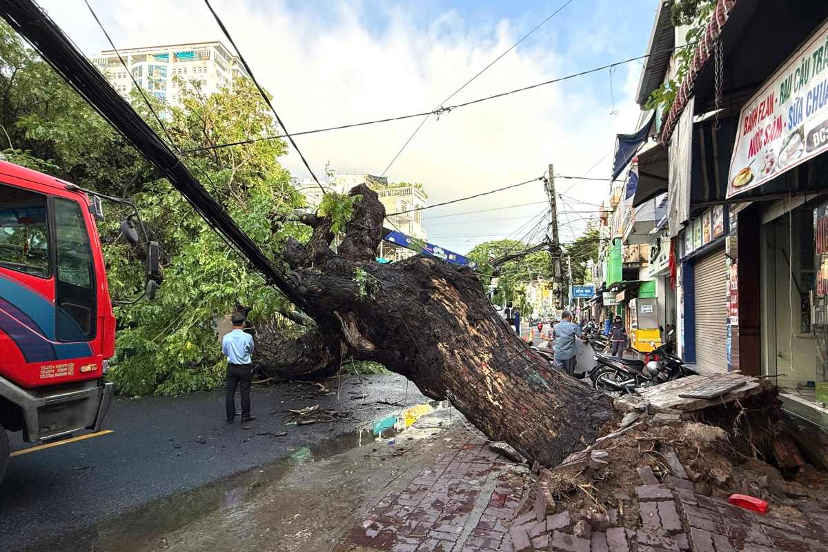 The scene of the fallen tamarind tree. Authorities arrived at the scene early in the morning to fix the problem. Photo: Thanh An
