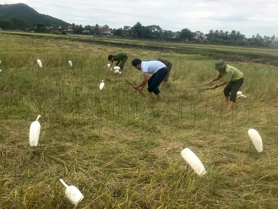 Tu dau nam den nay, Kiem lam Quang Binh phat hien va tieu huy 2.903 chim moi gia. Anh: Kiem lam Quang Binh.