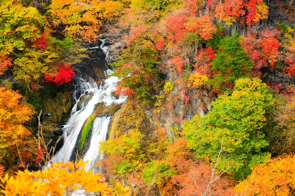 Mua la vang, la do nam nay tai Nhat Ban den muon do thoi tiet am len. Tai thu do Tokyo, mua la vang ruc ro nhat vao 29.11 va la do dat dinh vao 5.12.