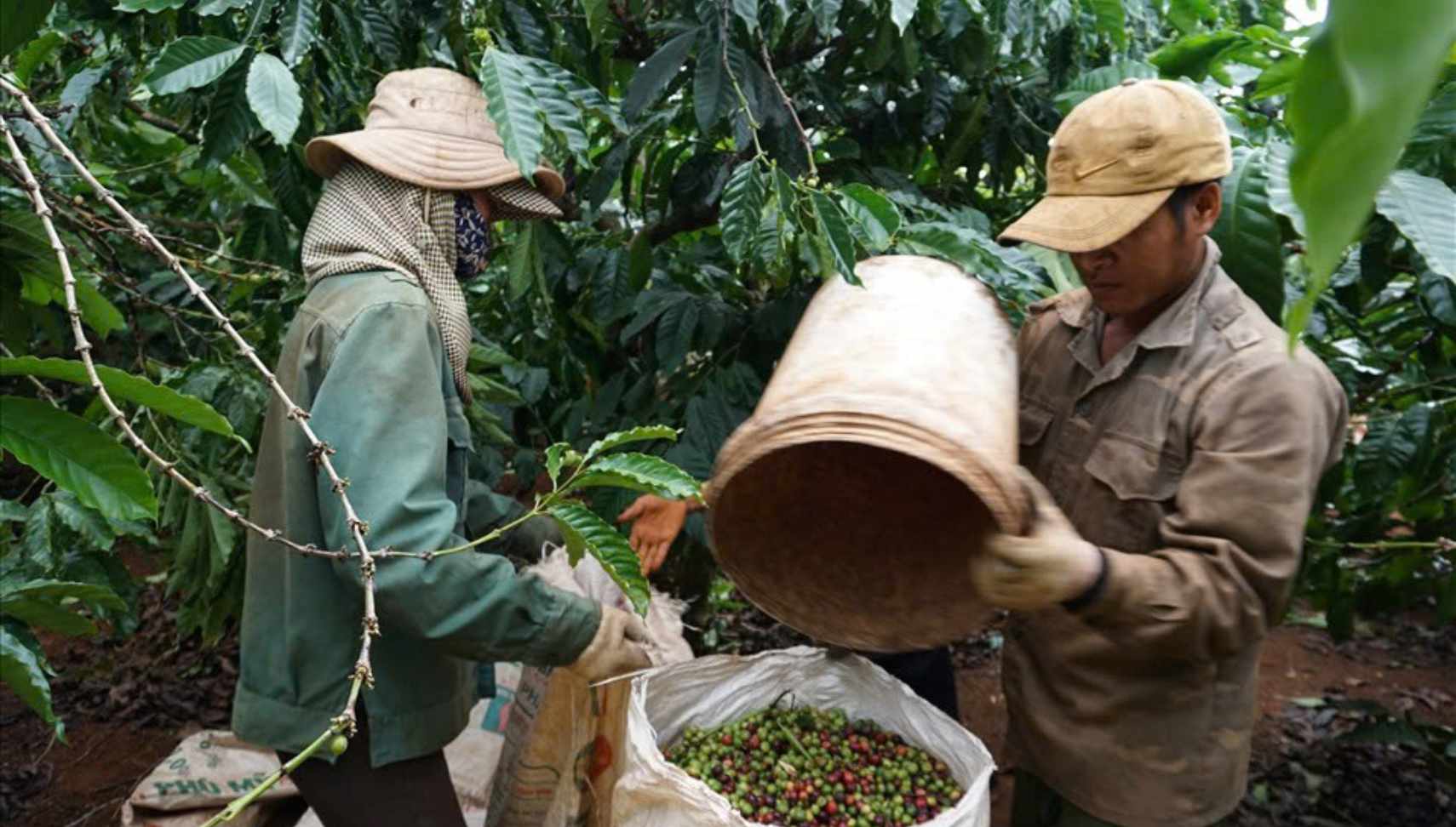 Coffee price today October 25: Unexpectedly plummeting. Photo: Thanh Tuan.