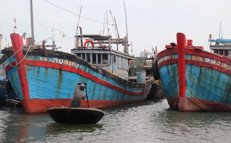 Fishermen in the Da Nang sea area have urgently anchored their boats at Tho Quang fishing port and prepared plans to fight storm No. 6 Tra Mi. Photo: Nguyen Linh