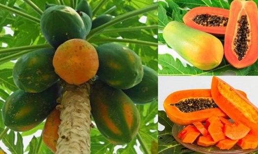 Đu đủ có khả năng hỗ trợ hạ đường huyết và ngăn ngừa cao huyết áp. Ảnh: Thanh Vân.