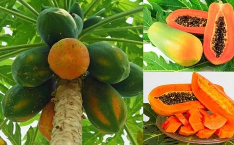 Papaya has the ability to help lower blood sugar and prevent high blood pressure. Photo: Thanh Van.