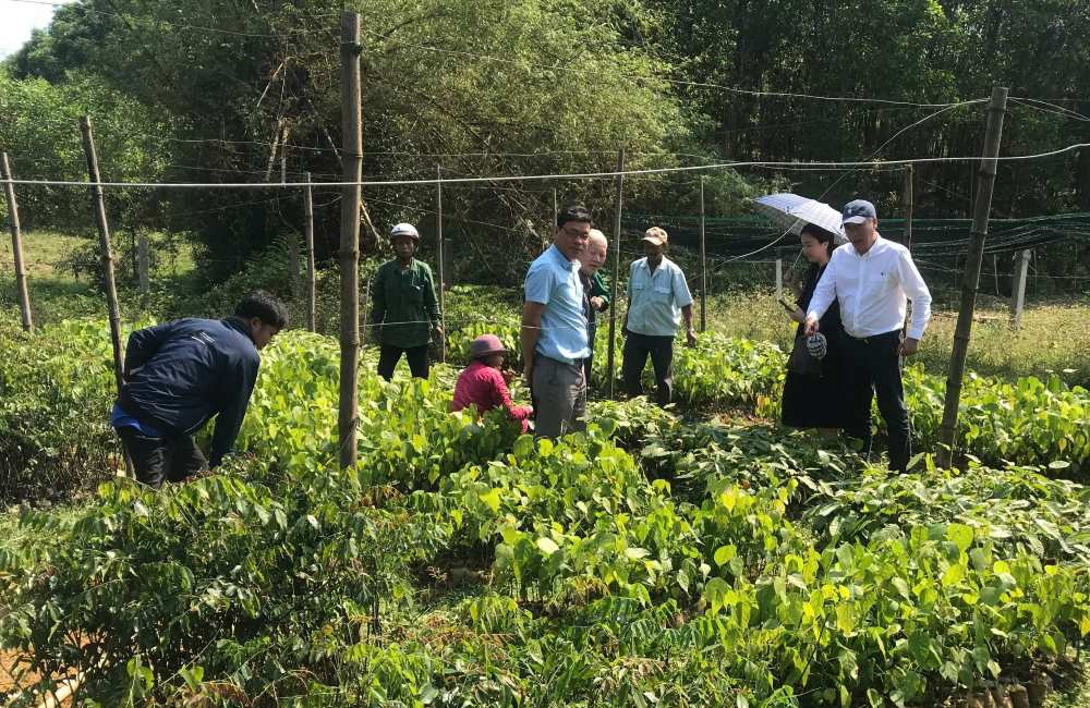 Applying indigenous knowledge to plant forests with native trees to create a green ribbon in Phuc Loc village, Xuan Loc commune, Phu Loc district, Thua Thien Hue. Photo: Thua Thien Hue Forestry Club