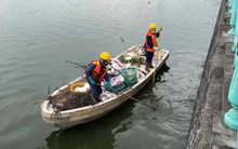 Kiến nghị đánh tỉa cá ở Hồ Tây, giảm tình trạng cá chết