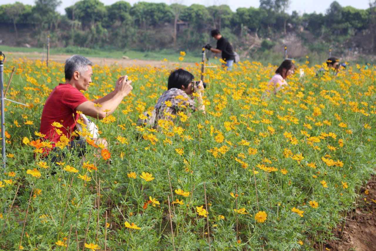 Tu bai giua ngon ngang leu trai, gia suc, gia cam, xong lai trai qua dot nuoc song dang cao do anh huong cua con bao so 3, den nay, vuon hoa cuc sau dot gieo trong thu ba moi cho thu ve thanh qua.