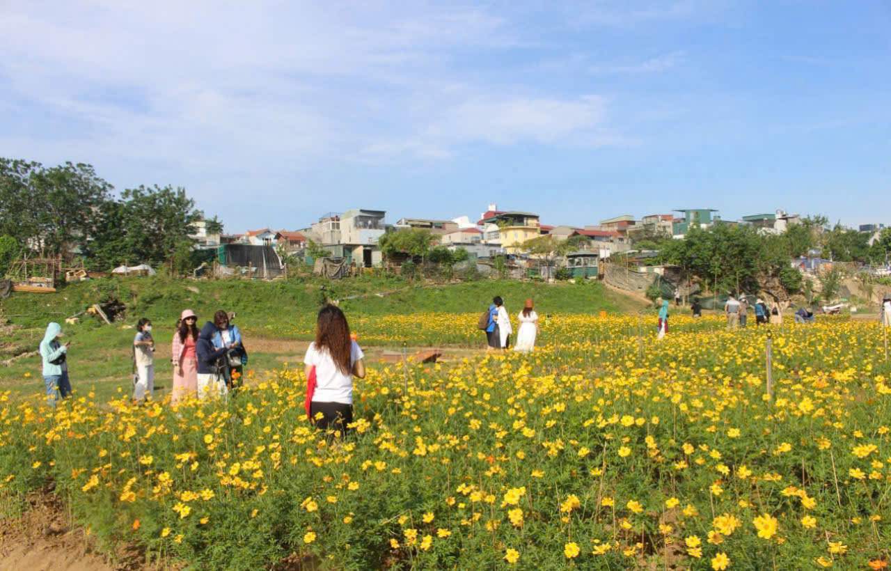 Gan day, nhung buc anh ve vuon hoa cuc canh buom (hoa sao nhai) duoi chan cau Long Bien lan truyen tren mang xa hoi nhan duoc su quan tam cua nhieu nguoi dan.